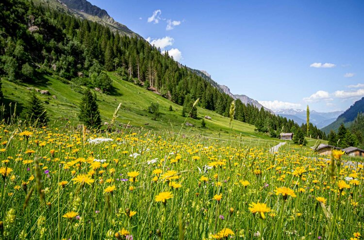 Blumenwiese im Gschnitztal