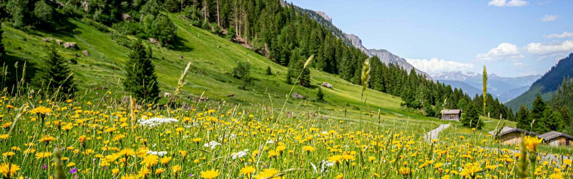 Blumenwiese im Gschnitztal